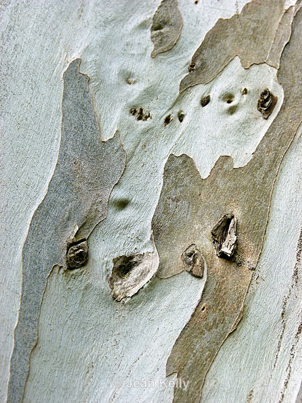 Tree - P1120961 - Trees