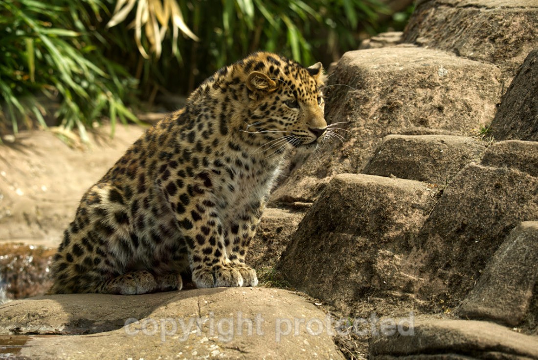Amur Leopard - Akovi - Big Cats