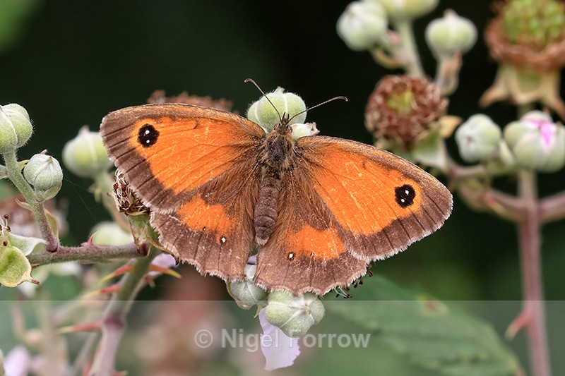 Gatekeeper (female) on Bramble, Arne RSPB Nature Reserve, Dorset - INSECTS
