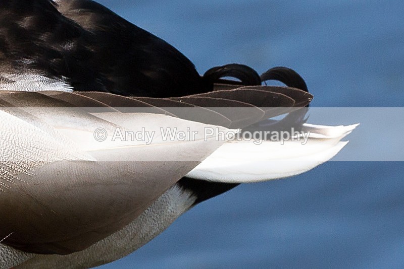 20140526-3K8A1739 - Mallard