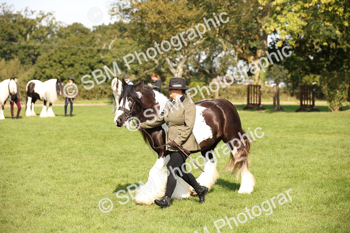 SBM_62231 - S55 - Traditional Cob In Hand