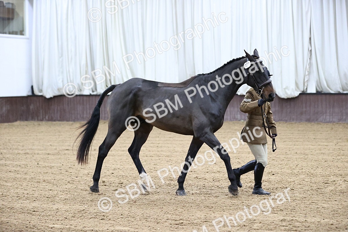 SBM_5210 - Class 39 - In Hand Gelding