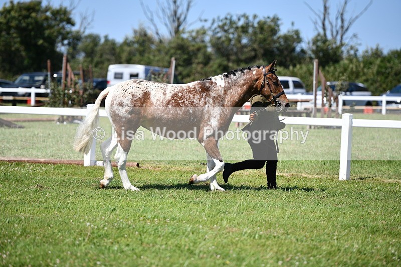 DSC_6735 - Class 57: Hunter/Riding Horse/Hack 1, 2 & 3 yr olds