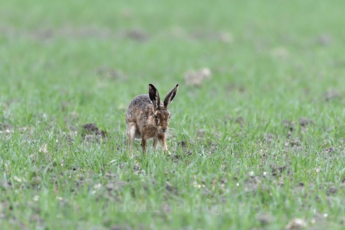 Hares 2018_0005 - Hares