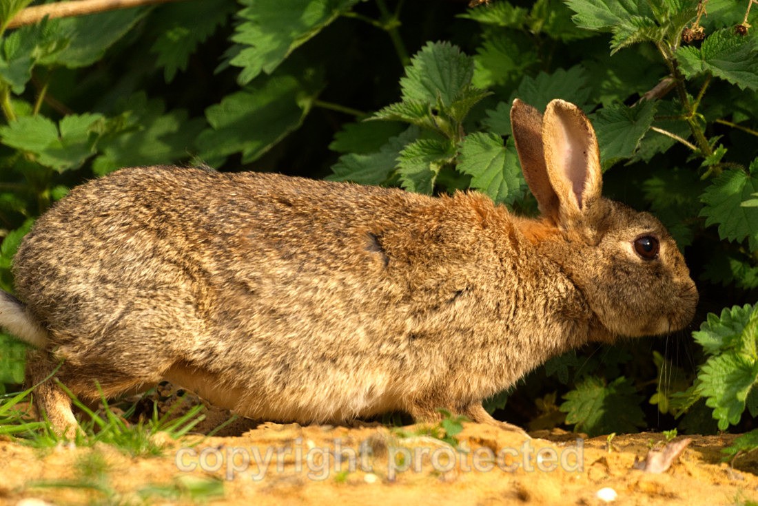 Rabbit - RSPB Minsmere - Suffolk - Mammals
