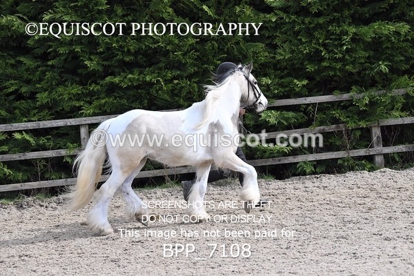 BPP_7108 - RING 1  (RIDDEN HORSES / IN HAND / VETERAN ETC)