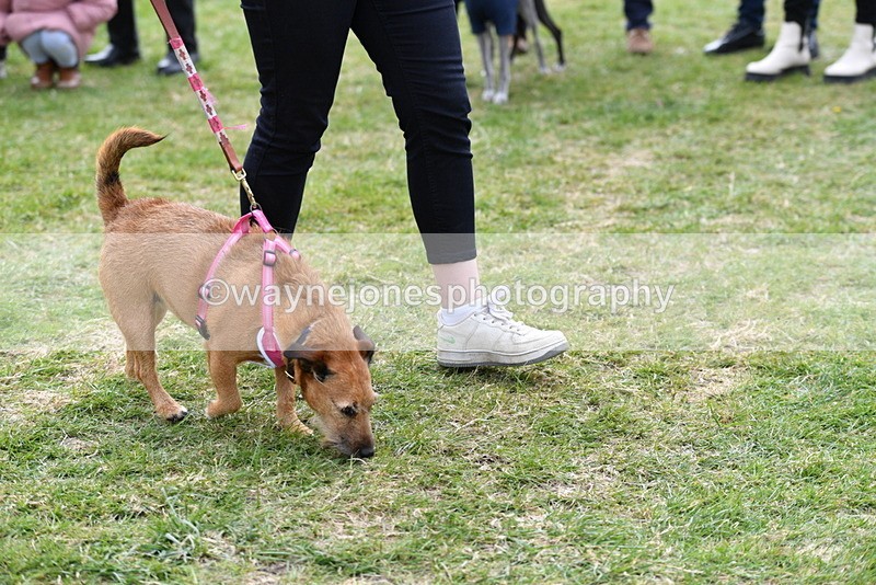 WJ5_0300 - Class 7 Best Terrier