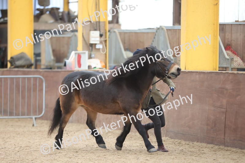 20251109-1211 - Supreme Championship