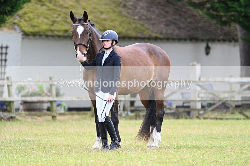 WJ7_7044 - Class 5a Most Handsome Gelding in Hand