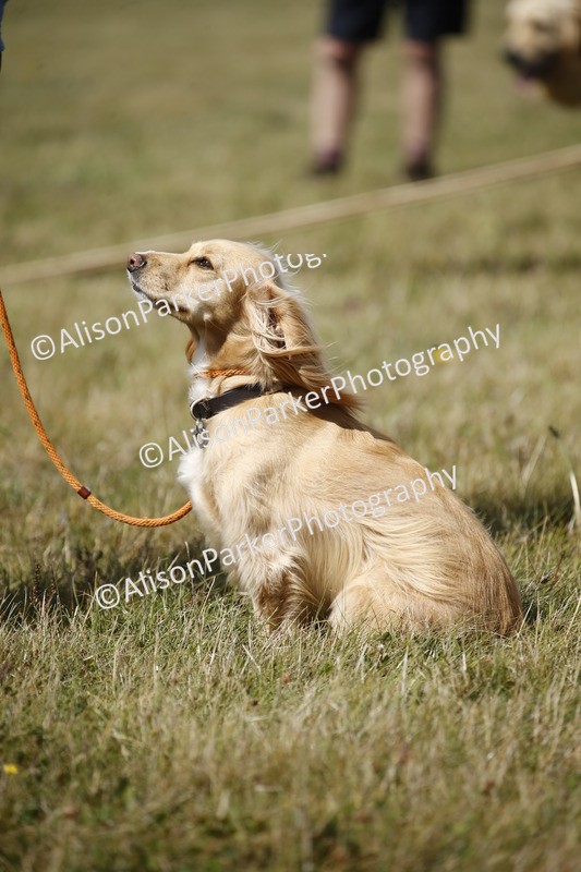 20250831-3795 - Dog Show