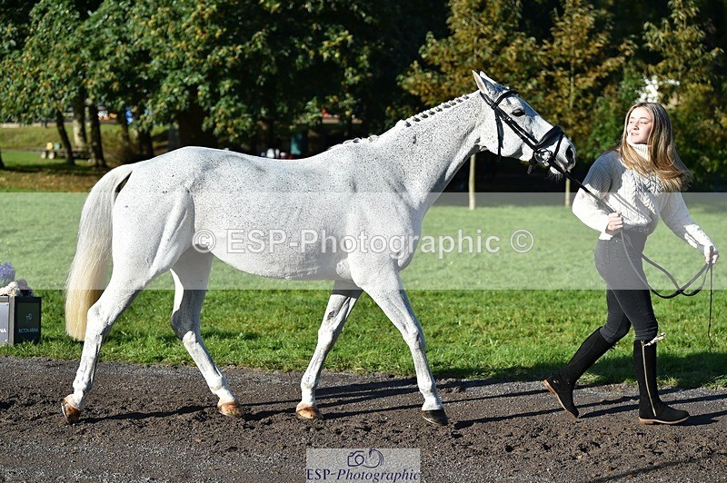 231022-101010-22276 - 443-OVERLEY.STORMBREAKER-Laney.Cridland-TrotUp+SJ