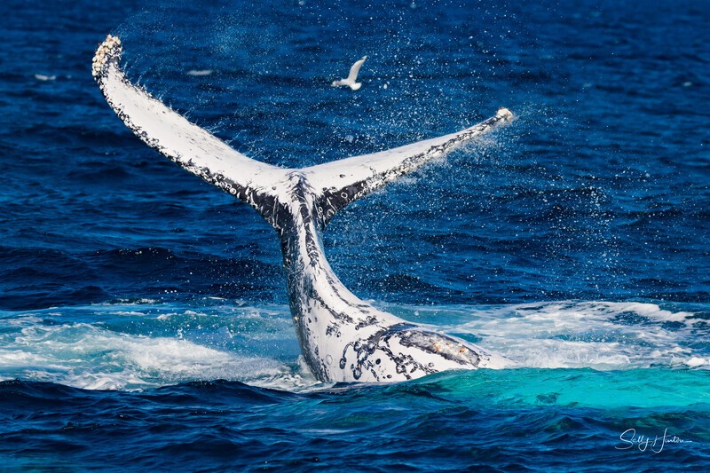 Tail Slapping White. 0A3A0952 - Humpback Whales