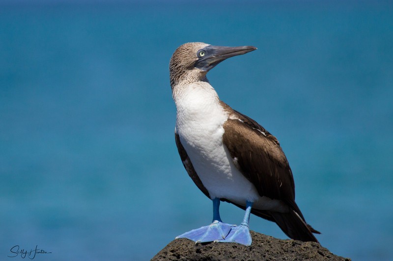 Blue-footed Booby Standing on rock