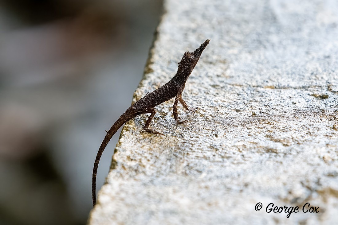 Rough Horned Lizard - Sri Lanka