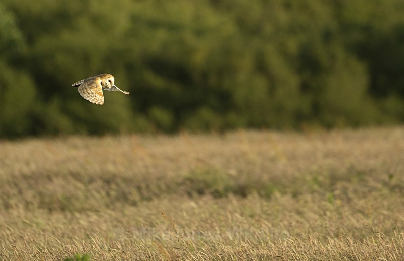 BARN OWL / REF BO 10 - BARN OWLS