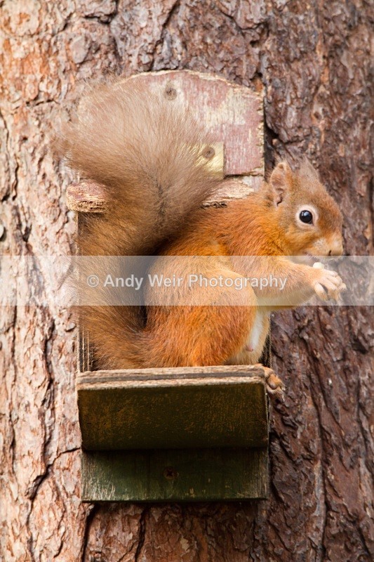 20101026_2587 - Red Squirrel