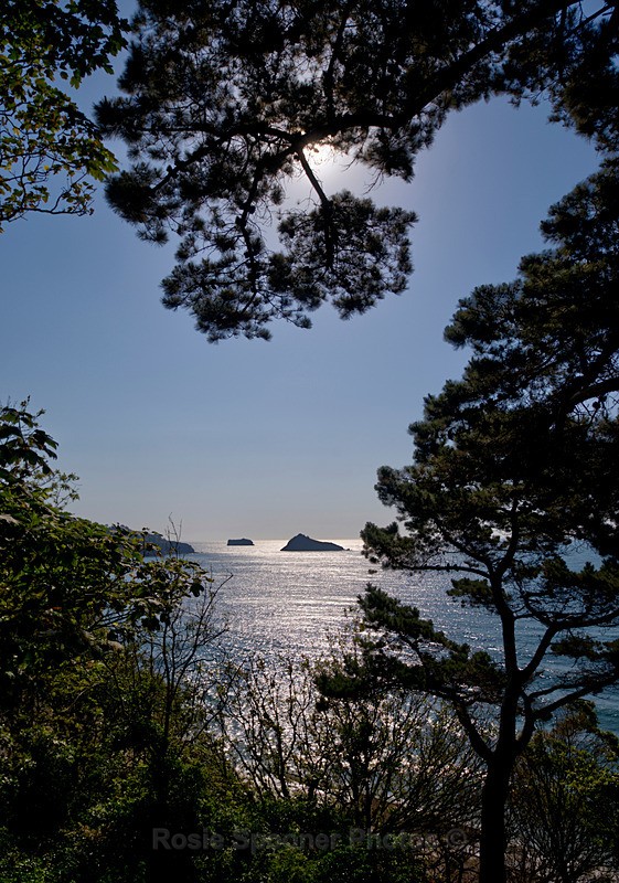 1 Thatcher Rock through the trees early morning - Portrait Views