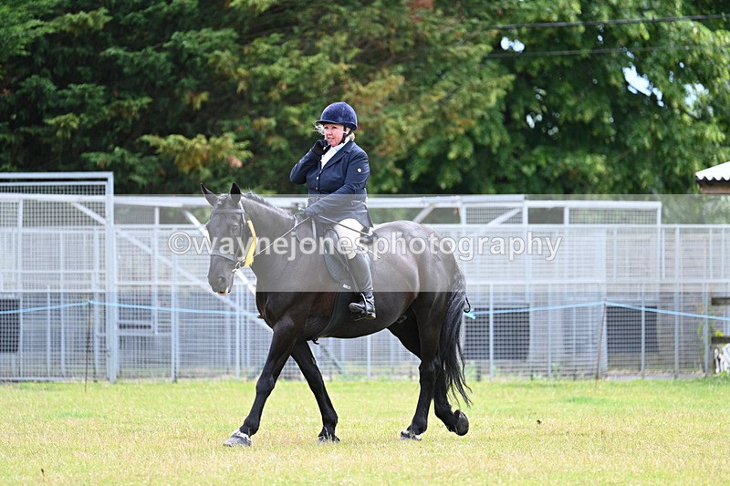 WJ7_8898 - Class 7  Riding Club Show Horse