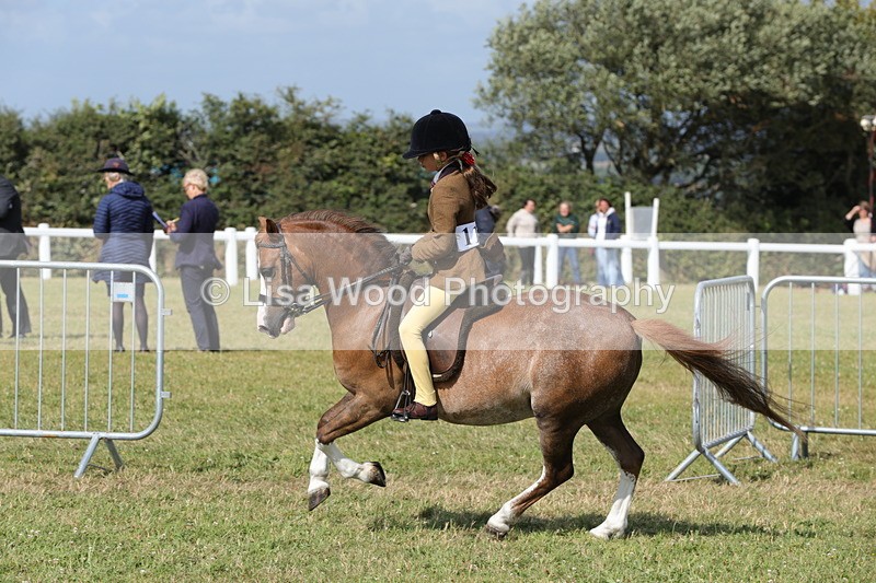 1X9A5778 - Class 40: NPS Welsh A & B
