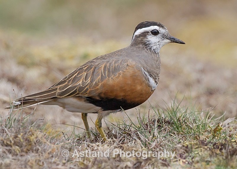 Astland Photography, Bird and Wildlife Images, Susan and Peter Wilson, U.K.