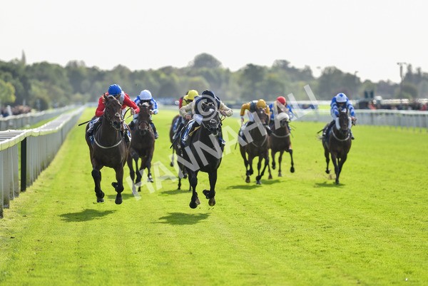 141023-Race 1-Purosangue-0526 - Race 1 1.15pm Coral Rockingham Stakes