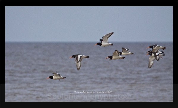 Oyster Catcher's - Wildlife Wildlife