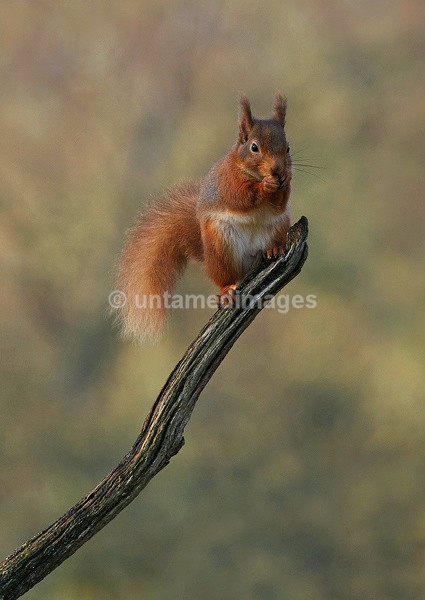 Red Squirrel - United Kingdom