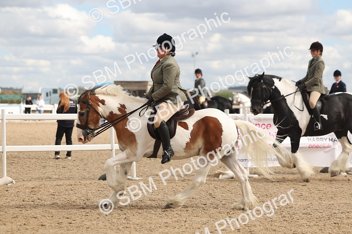 SBM_14776 - Class 308 - Ridden Coloured Horse