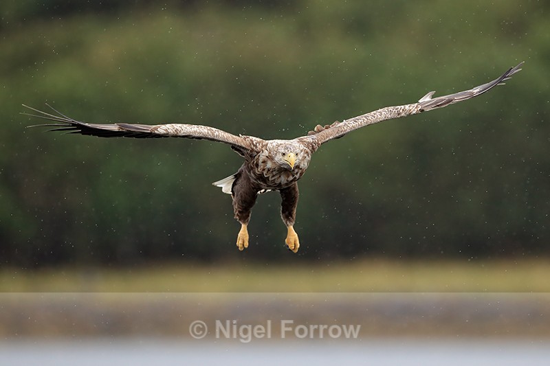 Sea Eagle gliding in rain, Flatanger, Norway - White-tailed Sea-Eagle