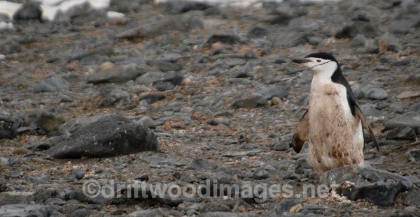 Chinstrap, Half Moon Island - Antarctica