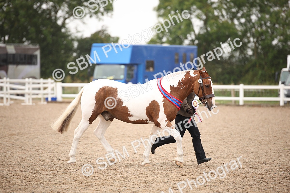 SBM_20149 - Class 702 - IH  Show Horse Pony