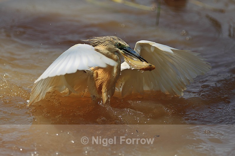 Squacco Heron catches a fish at Lake Baringo - Squacco Heron