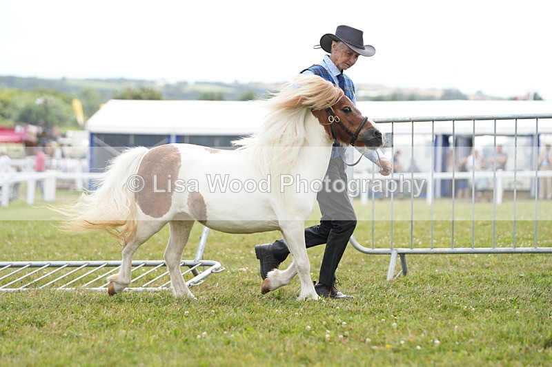 DSC06825 - Class 60: Coloured Pony 4yrs & over