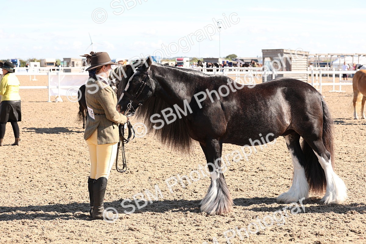 SBM_12926 - Class 206 - IH Non Show Type Pony