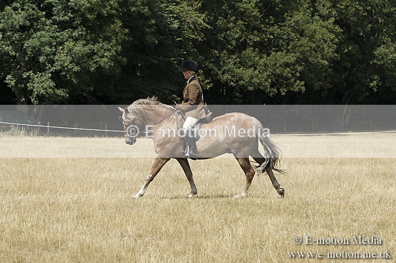 _PJP5973 - BVRC Show 2018 Ring 1