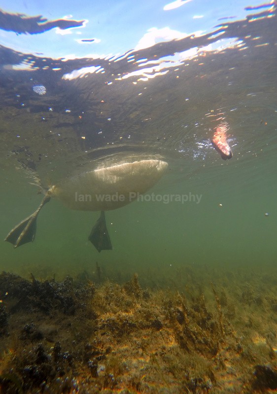 Mute Swan underwater - Birds, swans and gulls