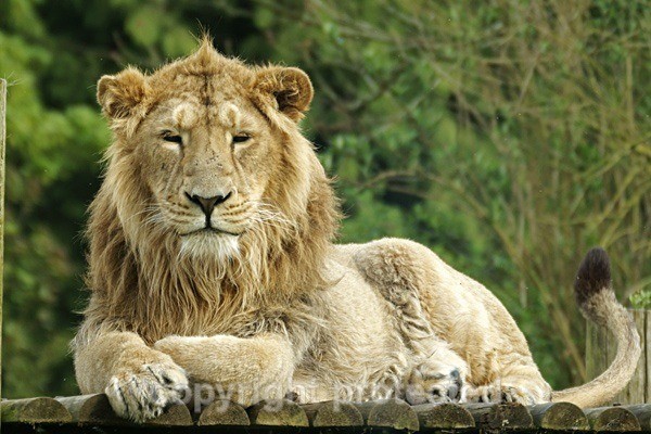 Asiatic Lion - Rana (Cotswold Wildlife Park) - Asiatic Lions