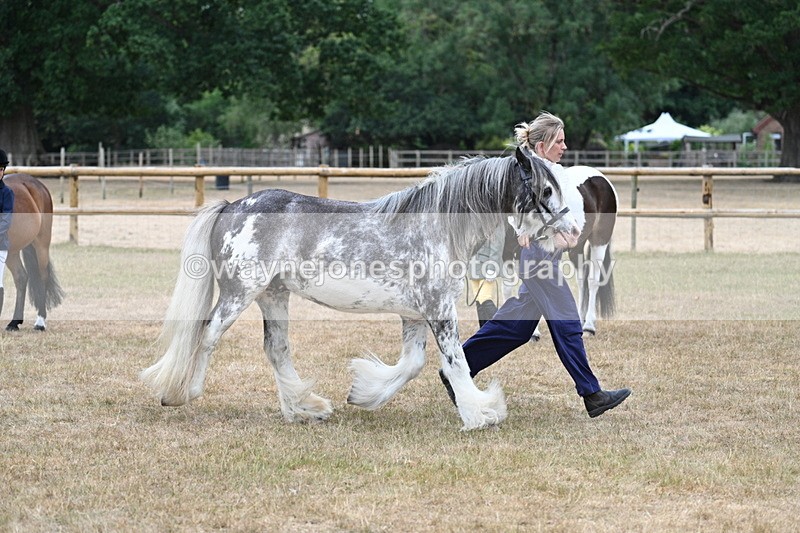 WJ7_9643 - Class 5 Most Handsome Gelding (up to 14.2hh)