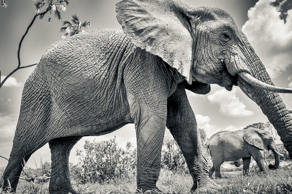 Elephant, Kenya