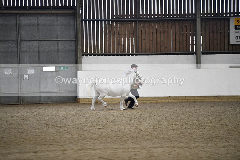 WJ5_5604 - Morning in hand Championship