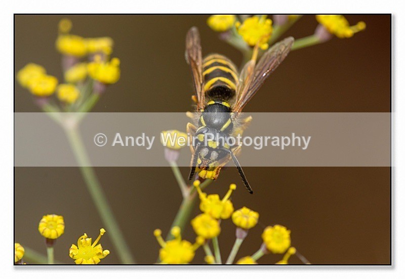 190725-untitled-8E0A6262-Edit - Insects