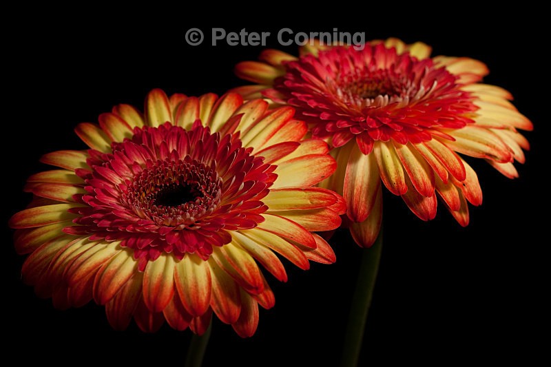 Gerbera - Flowers