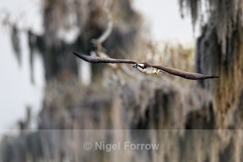 Osprey flying at Blue Cypress Lake, Florida - Osprey