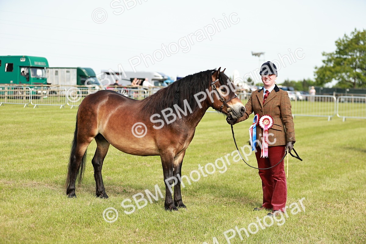 SBM_00650 - Class 14-23 - Mountain & Moorland In Hand Non Welsh