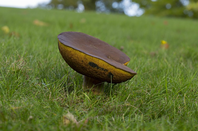 Fungi, Cholmondeley Castle, Cheshire - FUNGI (MUSHROOM) IMAGES