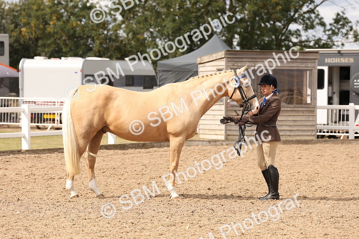 SBM_14662 - Class 208 - IH Veteran Horse
