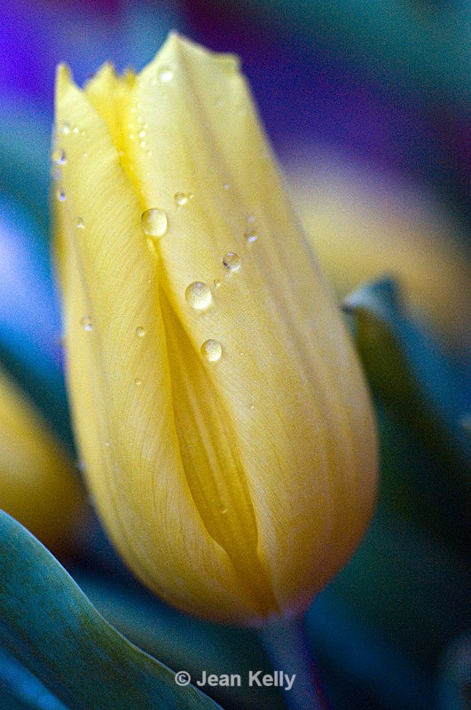 Flower - 6298 - Yellow