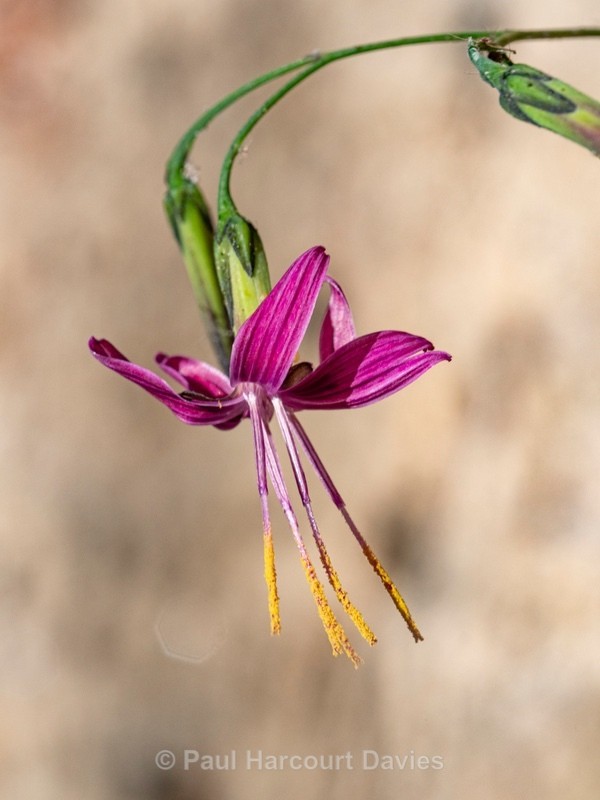 Purple mountain lettuce (Prenanthes purpurea) - Wild Flowers 2020
