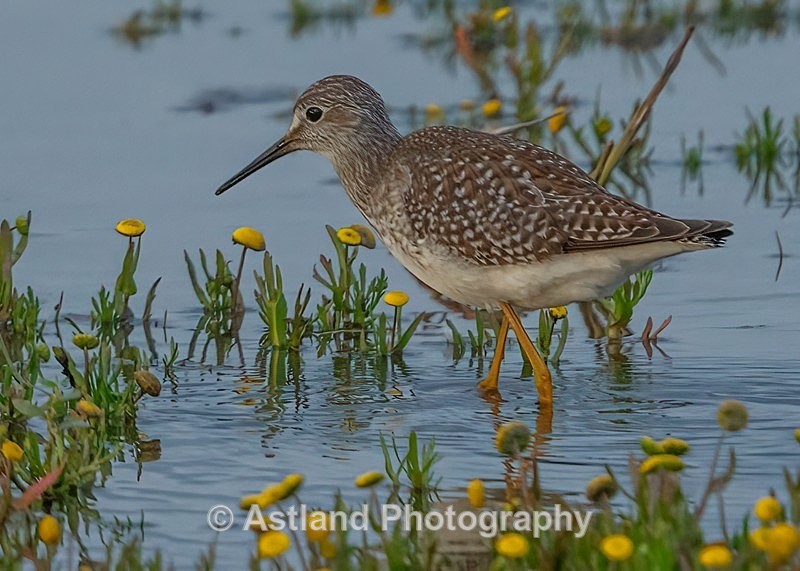 Astland Photography, Bird and Wildlife Images, Susan and Peter Wilson, U.K.