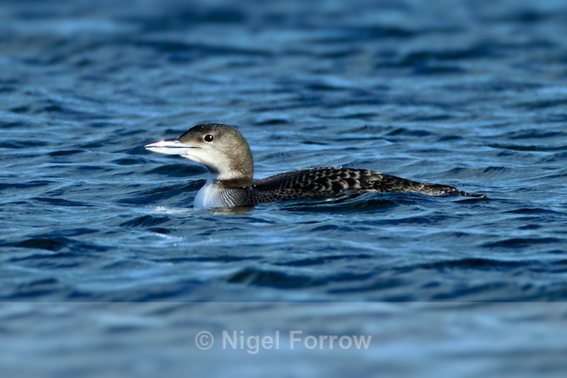 Great Northern Diver (juvenile) at Farmoor Reservoir - Great Northern Diver